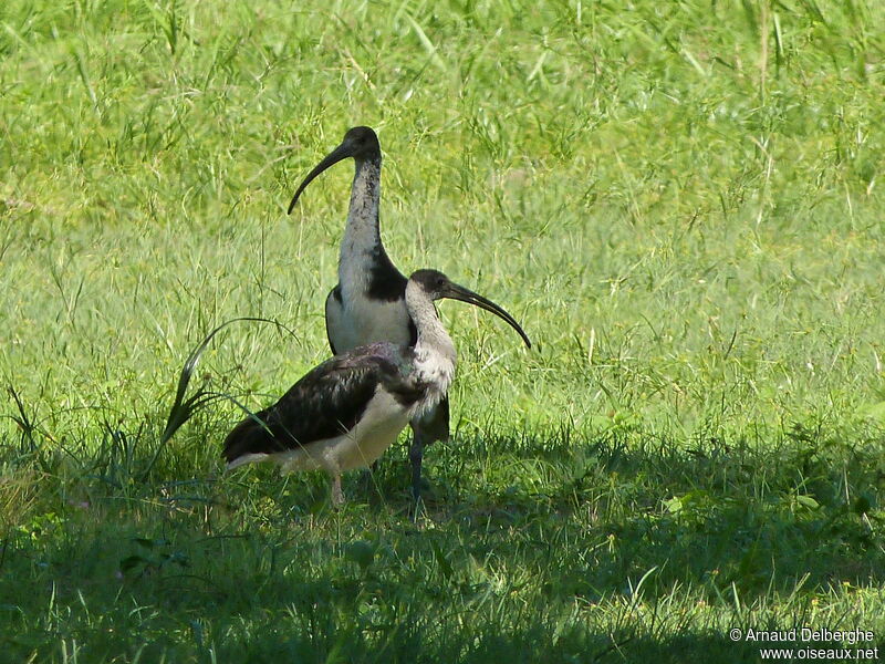 Ibis d'Australie