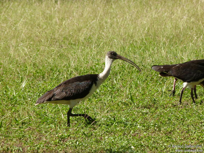 Straw-necked Ibis