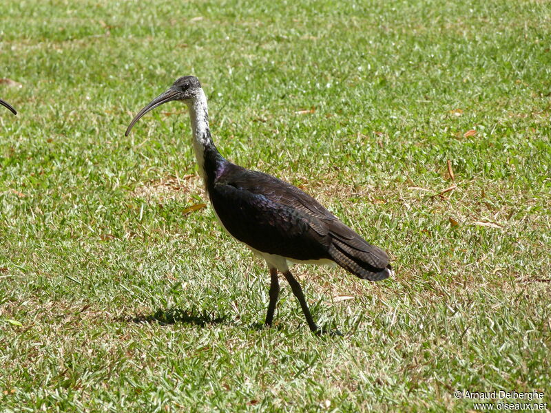 Straw-necked Ibis