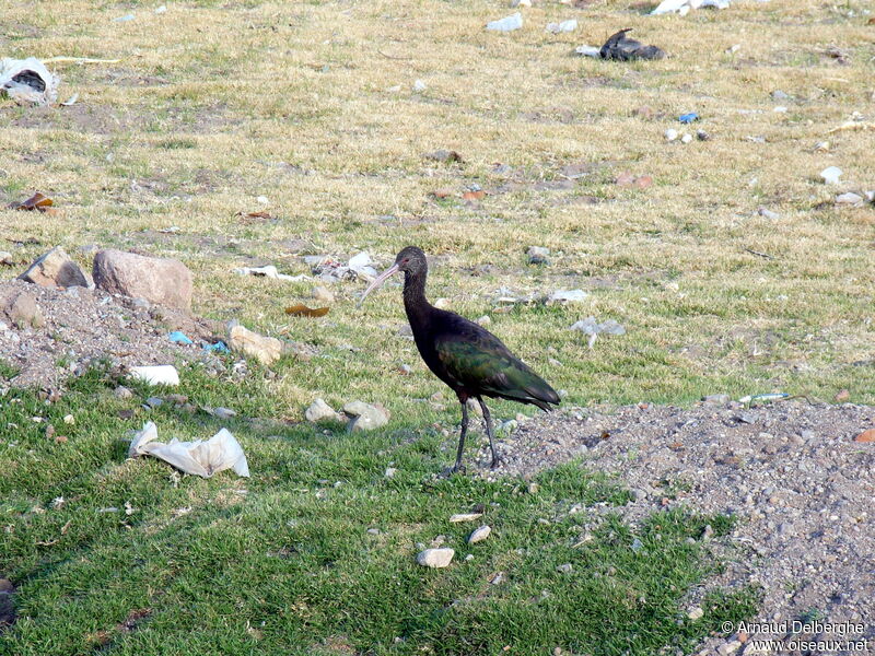 Puna Ibis