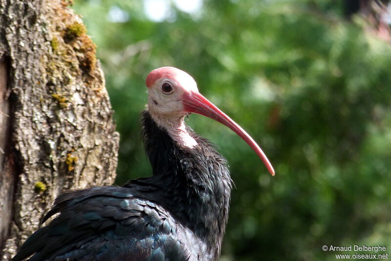 Ibis du Cap