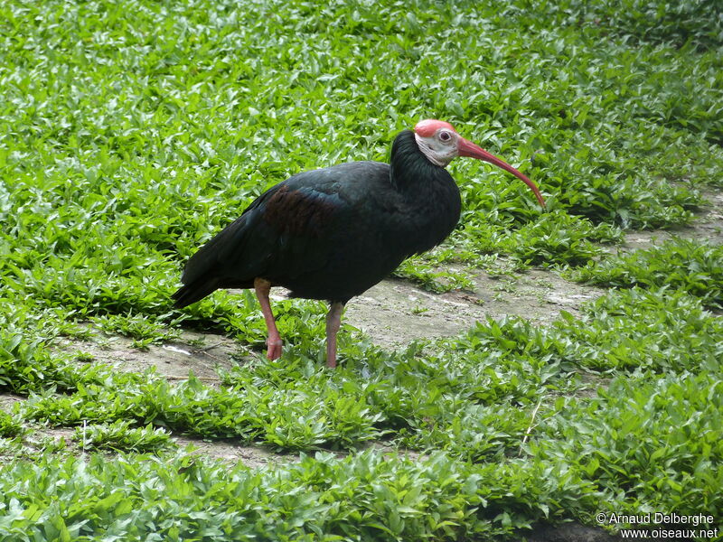 Southern Bald Ibis