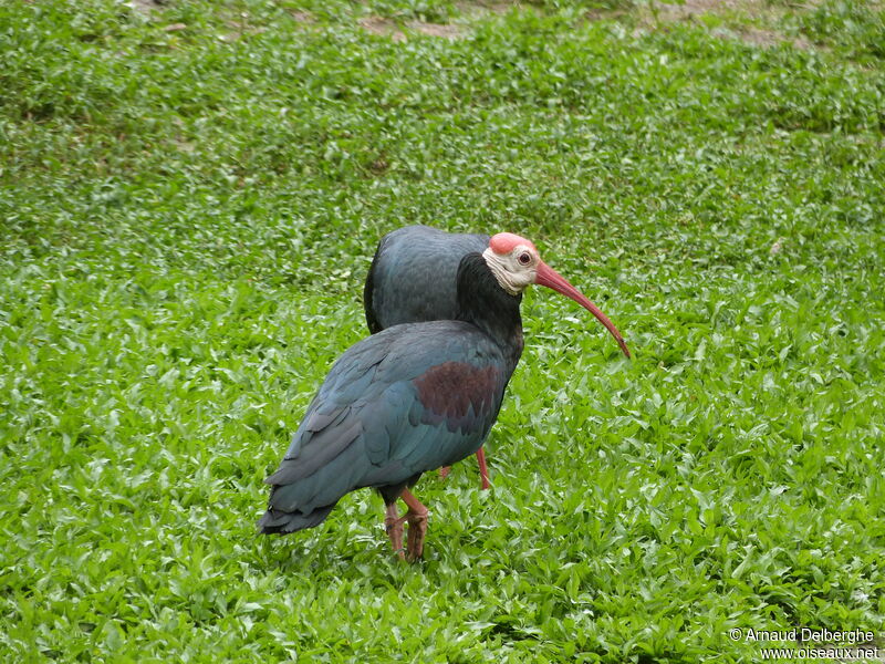 Southern Bald Ibis