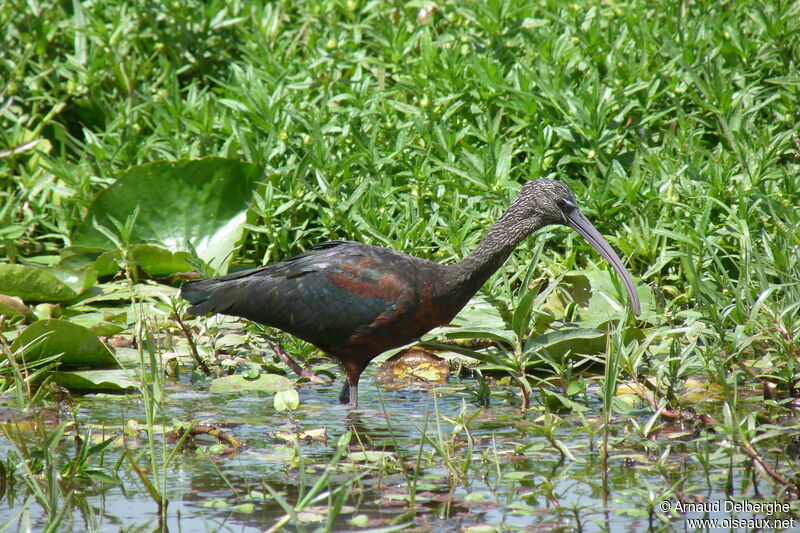 Glossy Ibis