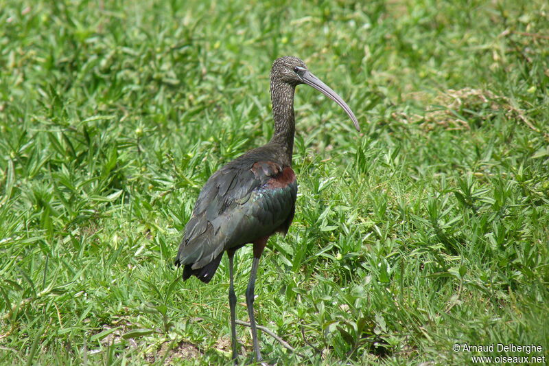 Glossy Ibis