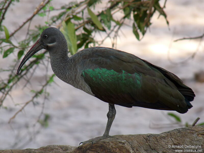 Hadada Ibis