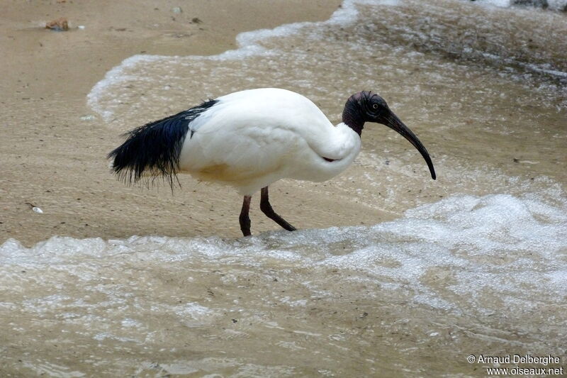 Malagasy Sacred Ibis