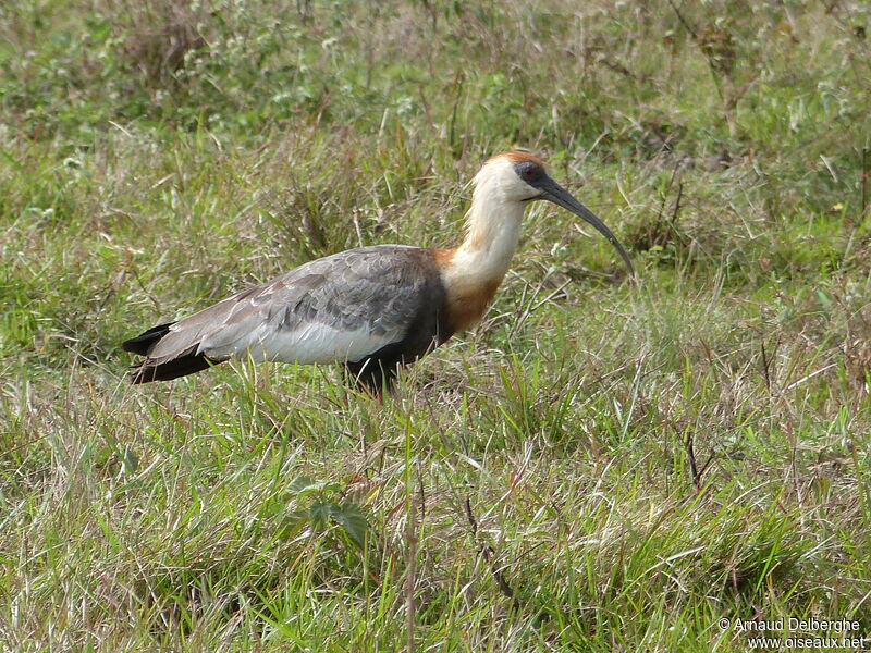 Buff-necked Ibis