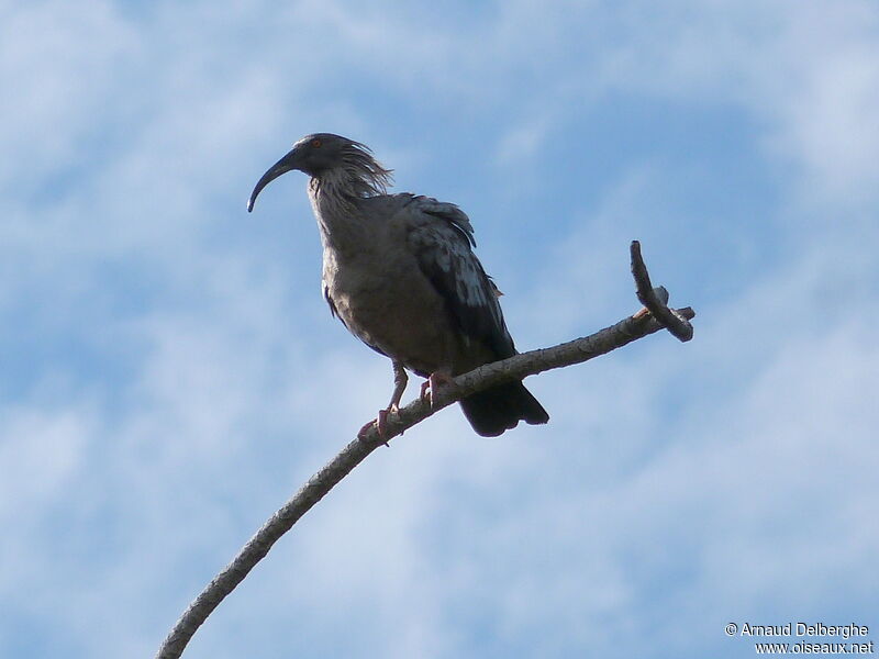 Plumbeous Ibis