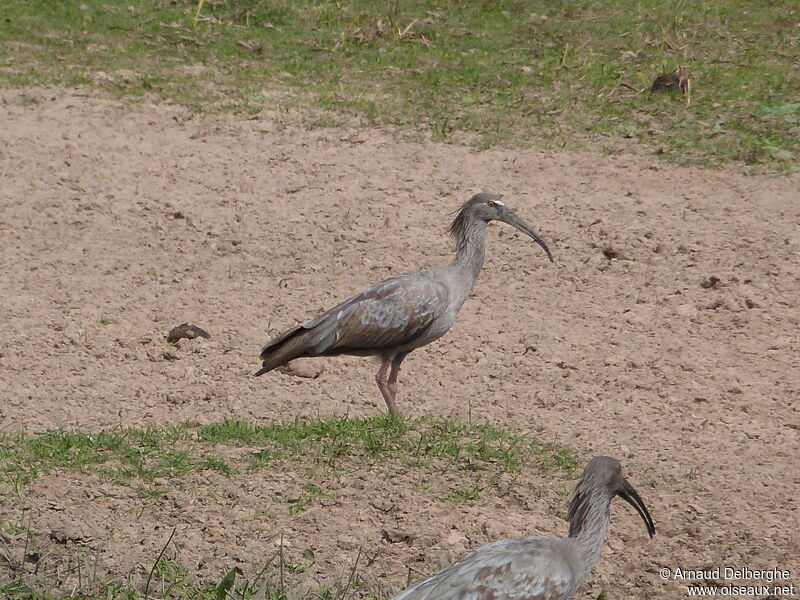 Ibis plombé