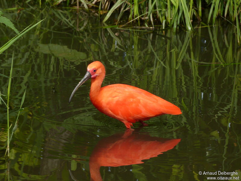 Ibis rouge