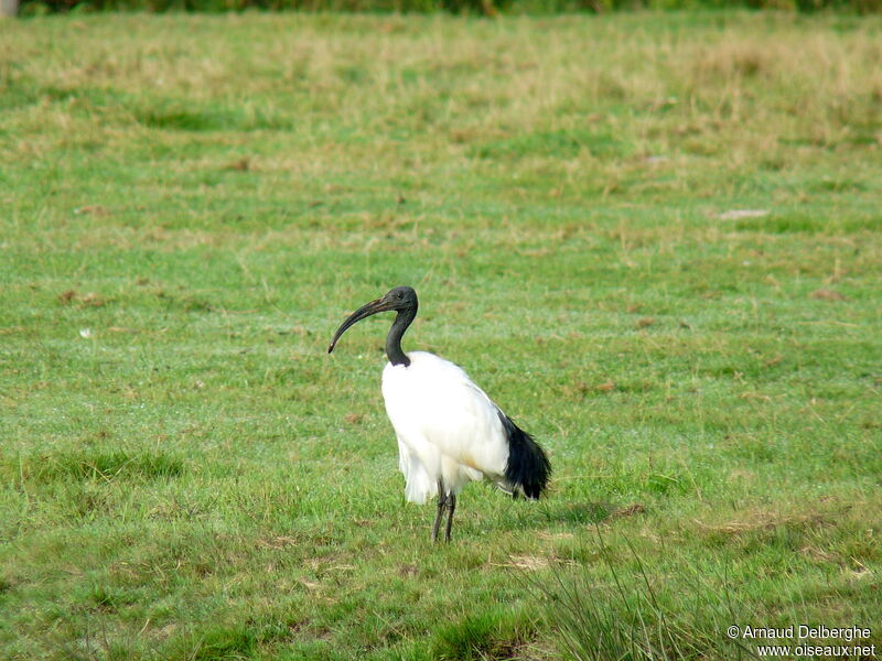 Ibis sacré