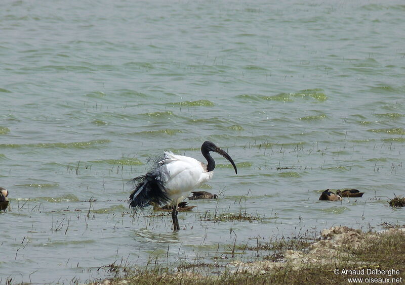 African Sacred Ibis