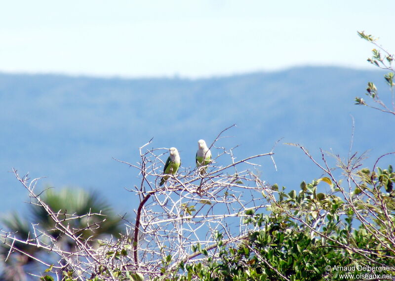 Grey-headed Lovebird