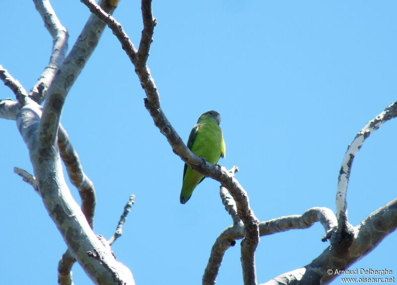 Grey-headed Lovebird