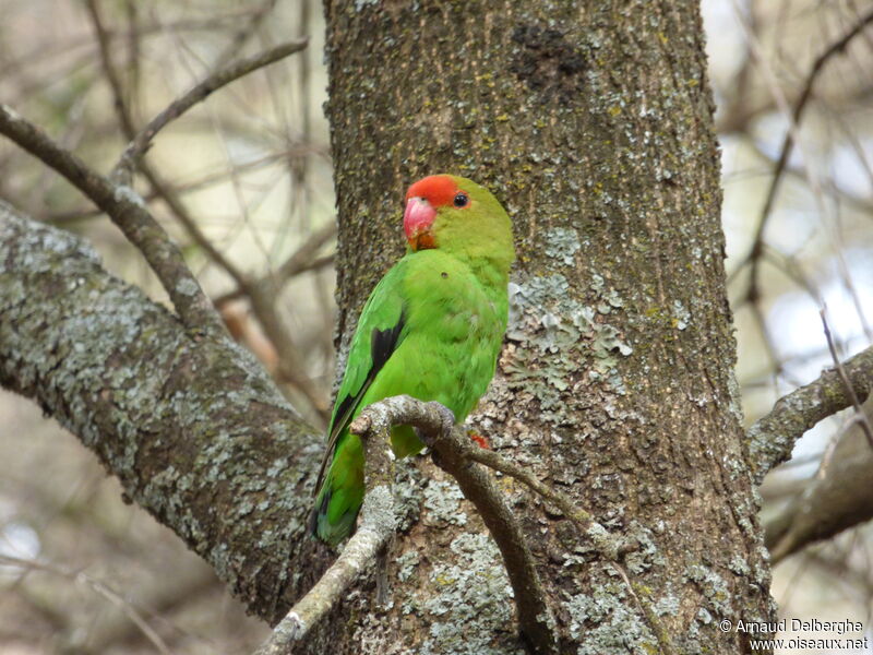 Black-winged Lovebird male