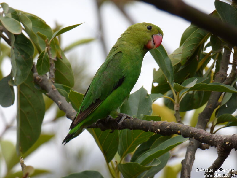 Black-winged Lovebird female