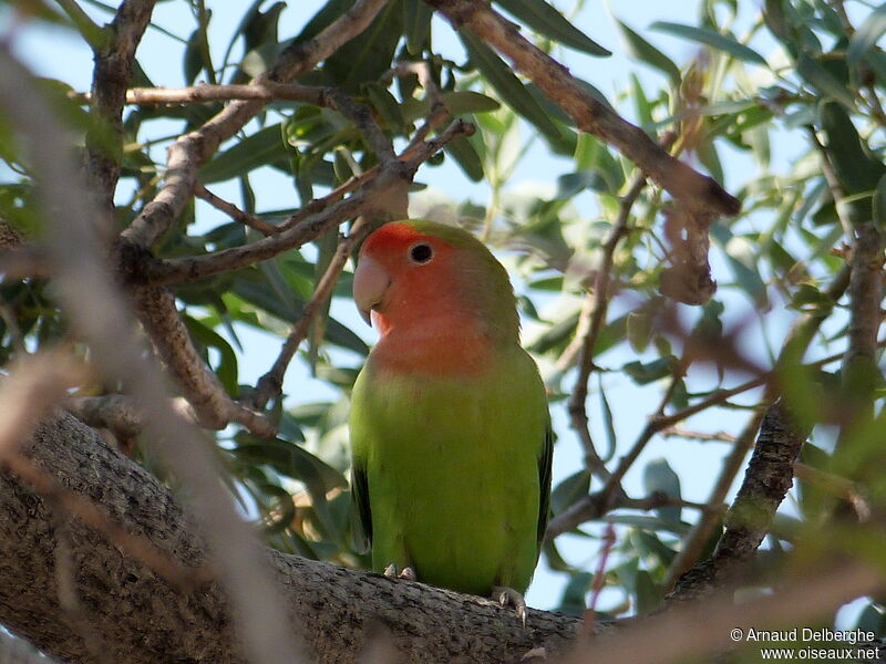 Rosy-faced Lovebird