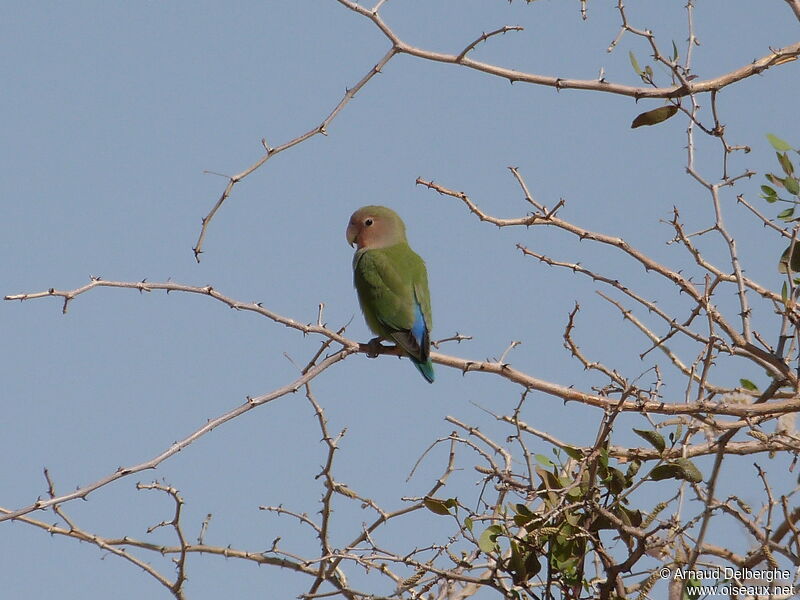 Rosy-faced Lovebird