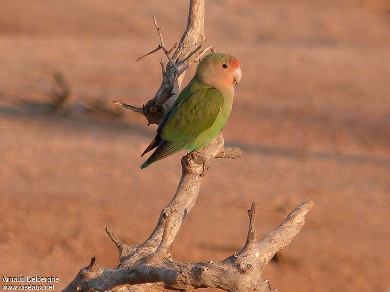 Rosy-faced Lovebirdimmature, identification