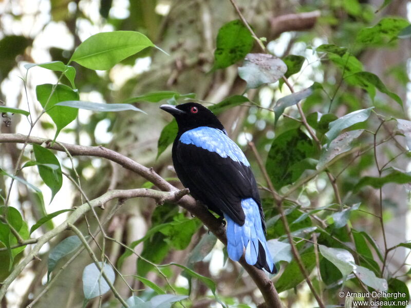 Asian Fairy-bluebird