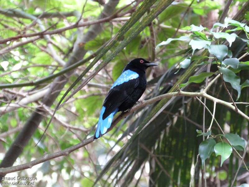 Irène vierge mâle adulte, identification