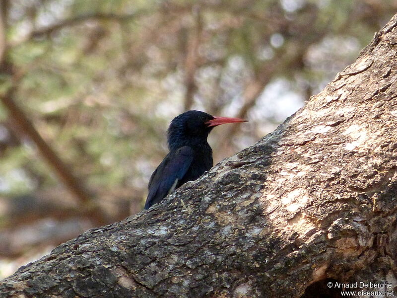 Green Wood Hoopoe