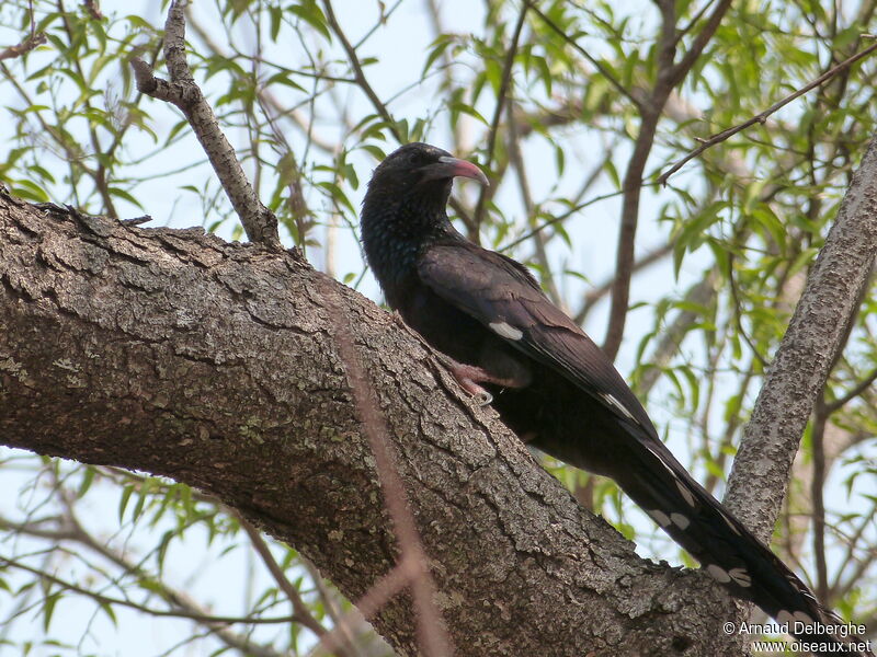 Green Wood Hoopoe