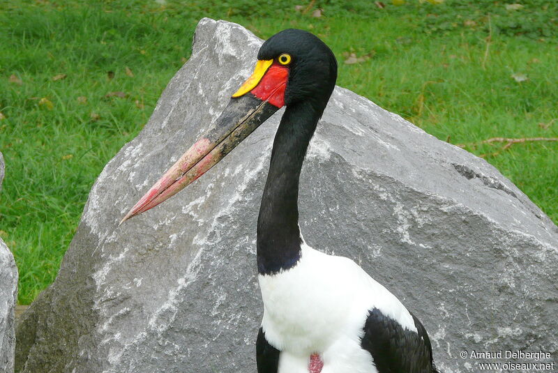 Jabiru d'Afrique