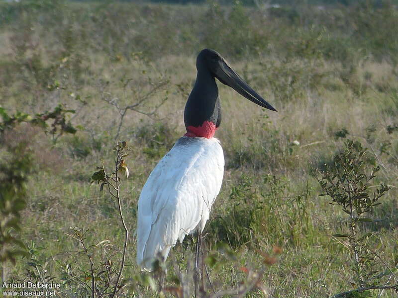 Jabiru d'Amériqueadulte, identification