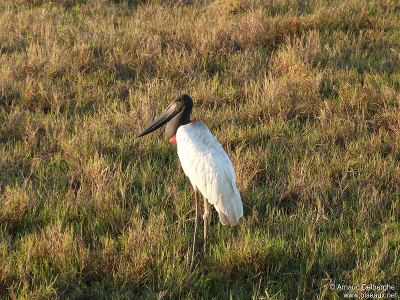 Jabiru