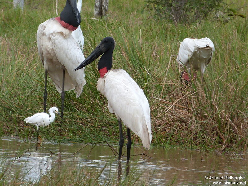 Jabiru d'Amérique