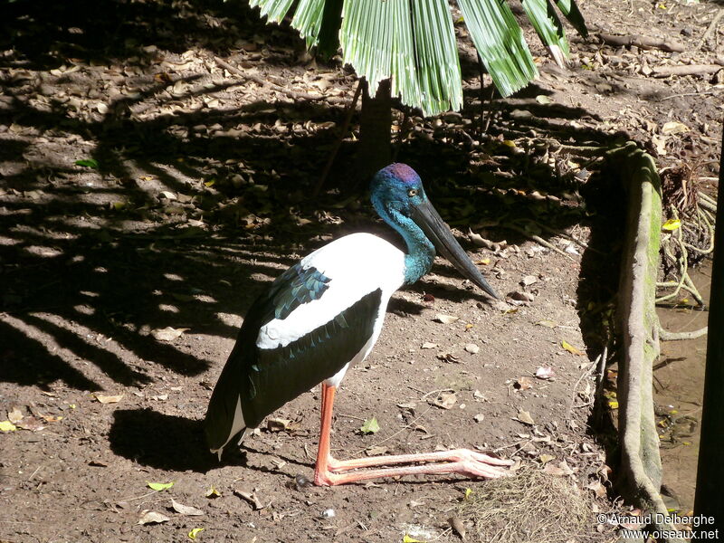 Black-necked Stork