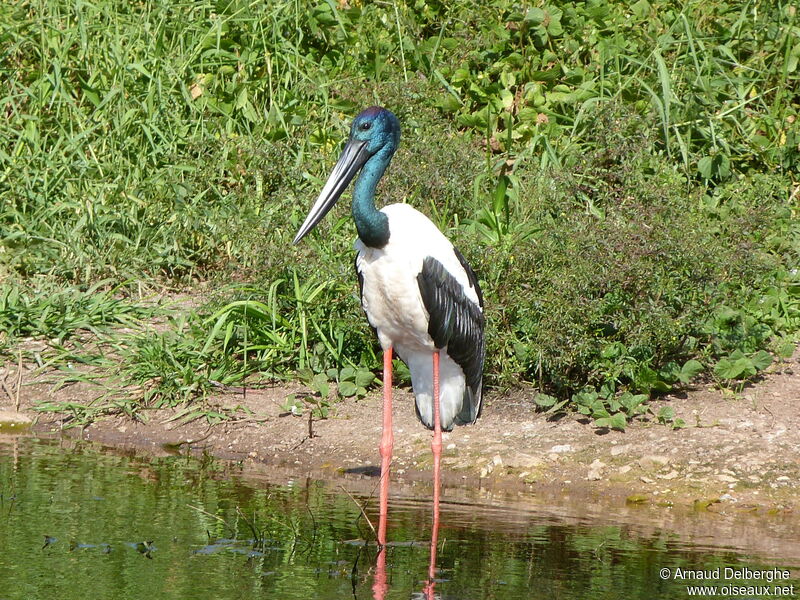 Black-necked Stork