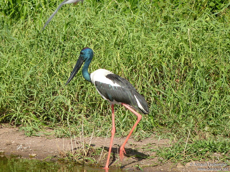 Jabiru d'Asie