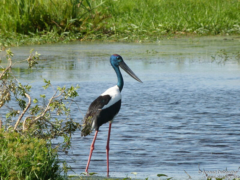 Black-necked Stork