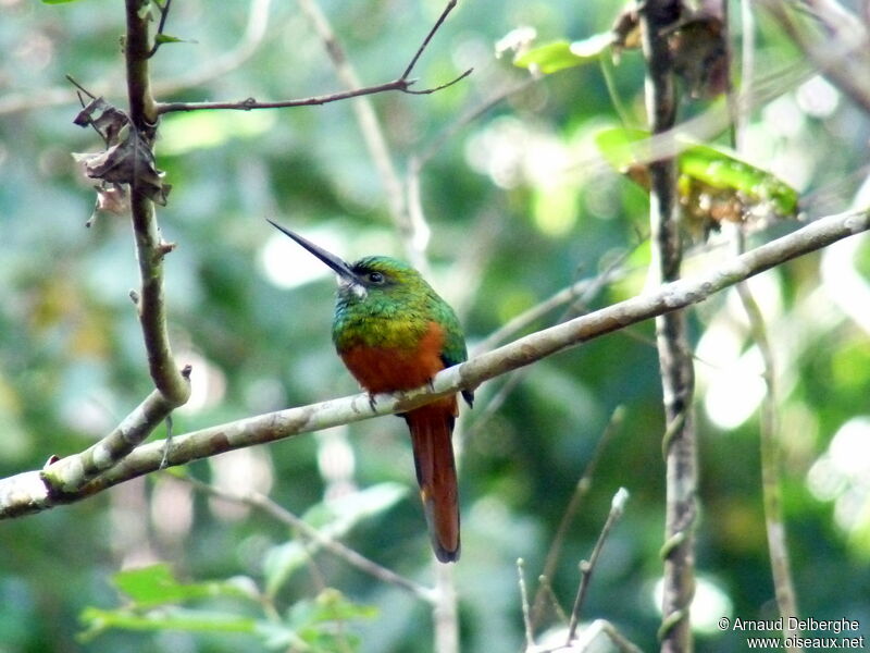 Jacamar à couronne bleue