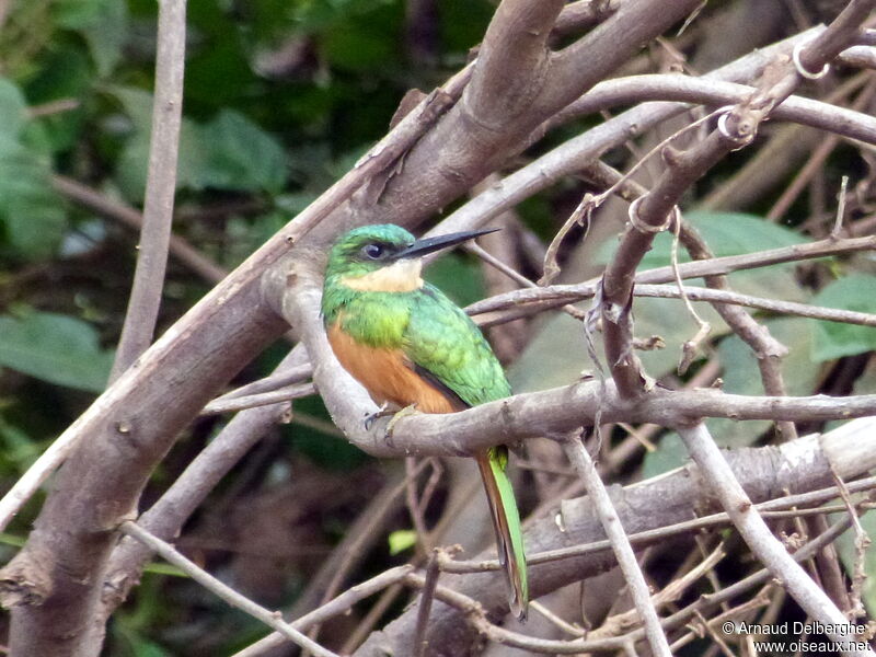 Jacamar à queue rousse