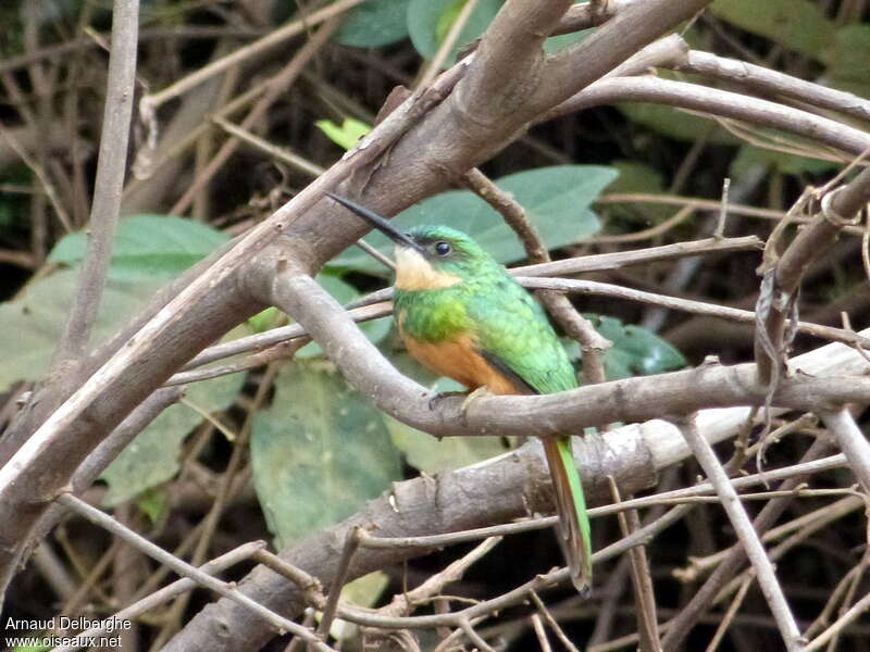 Rufous-tailed Jacamar female adult, camouflage, pigmentation