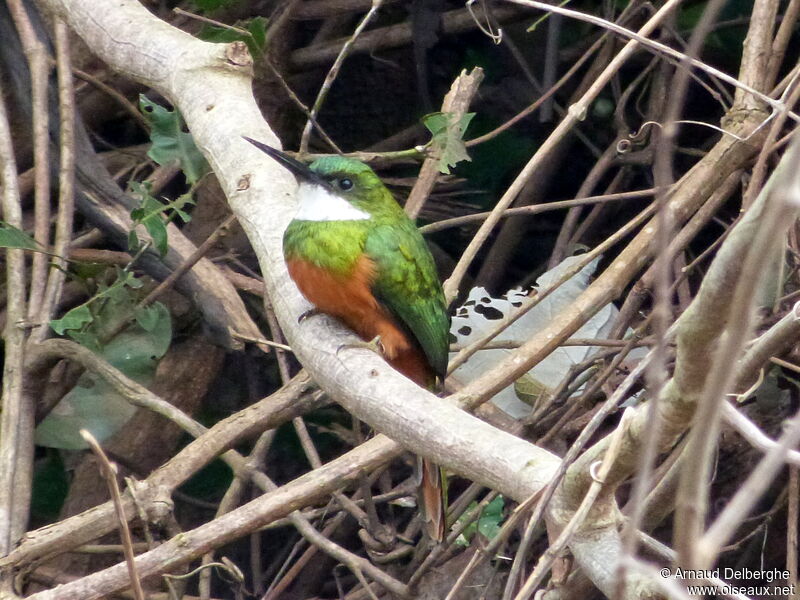 Rufous-tailed Jacamar