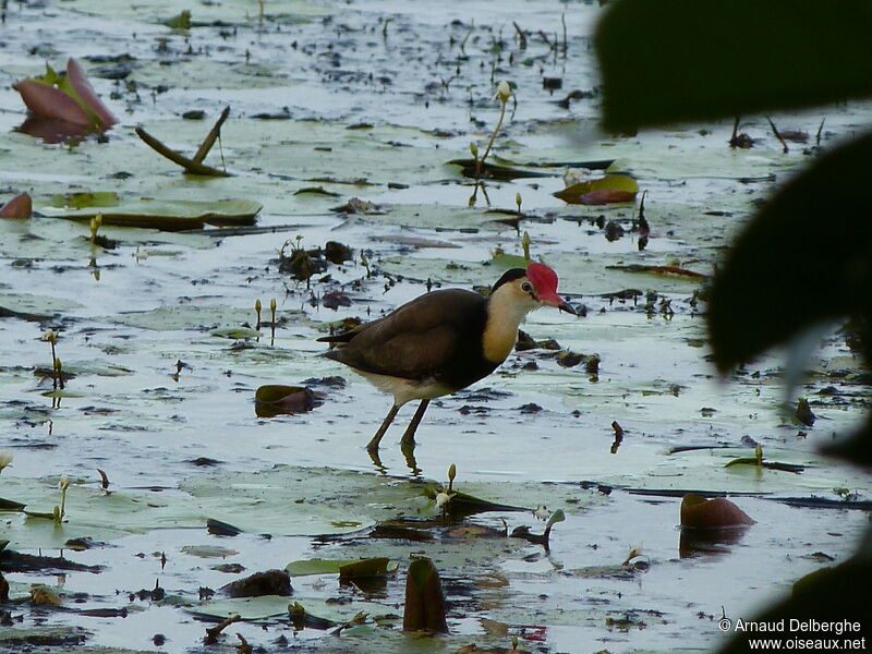 Jacana à crête