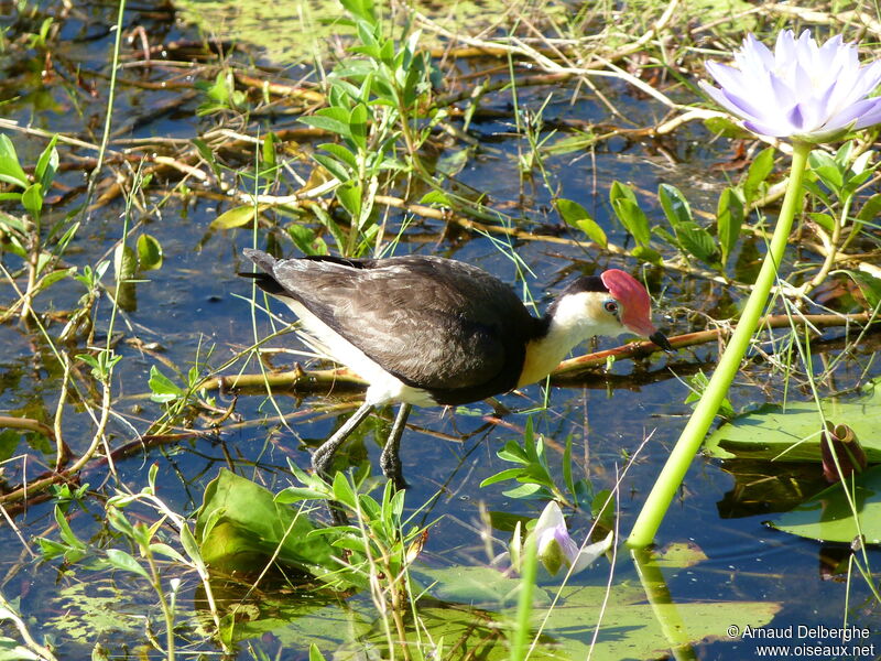 Comb-crested Jacana