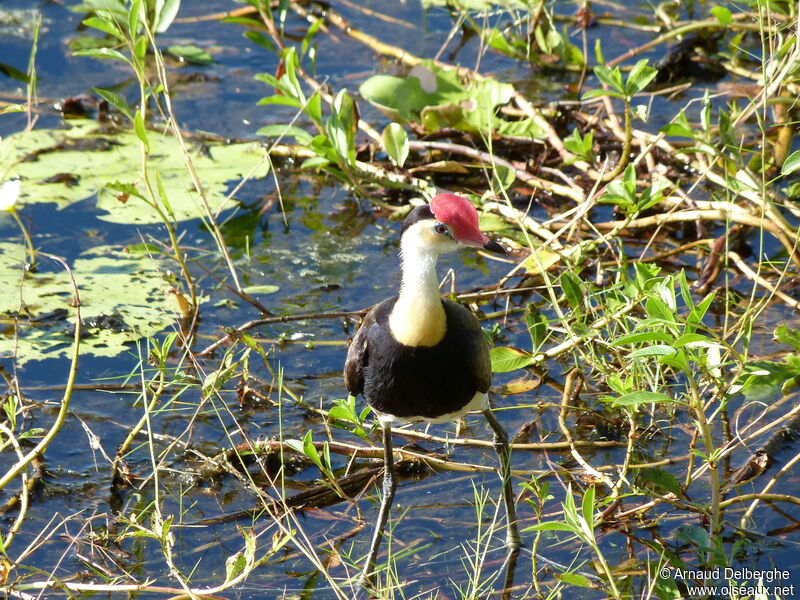 Comb-crested Jacana