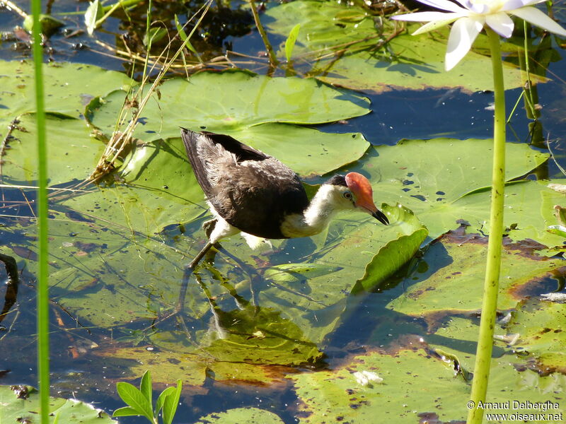 Comb-crested Jacana