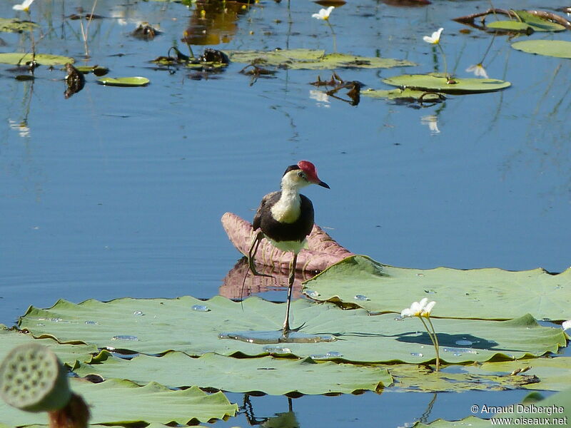 Comb-crested Jacana