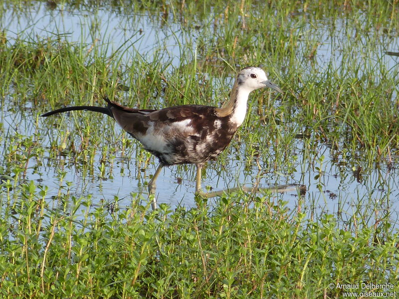 Jacana à longue queue