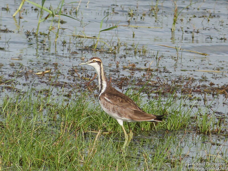 Pheasant-tailed Jacana