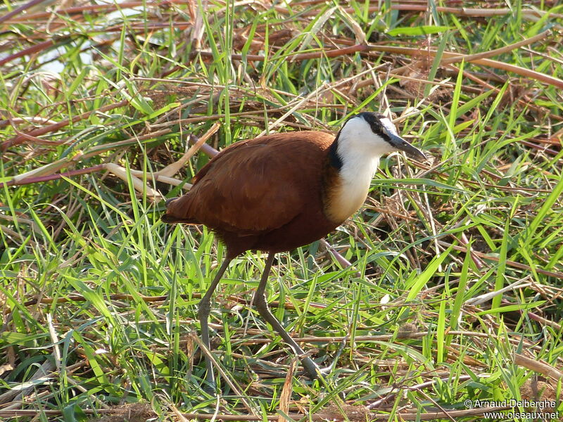 African Jacana