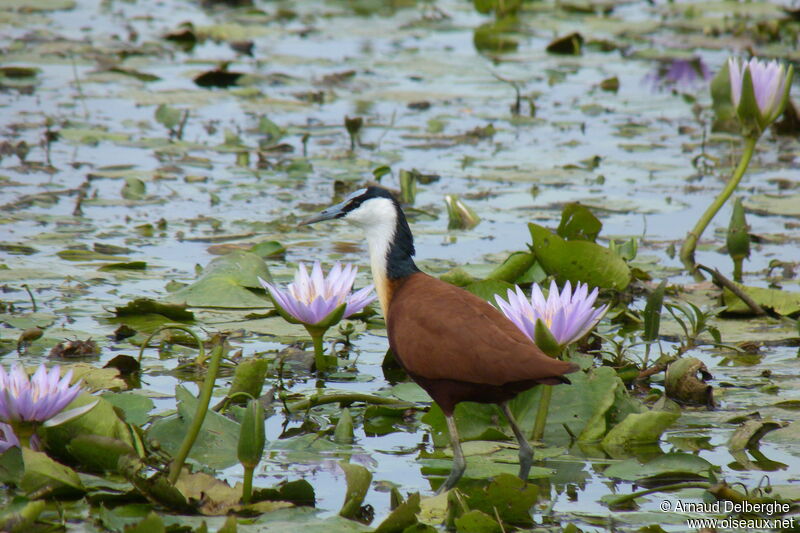 African Jacana