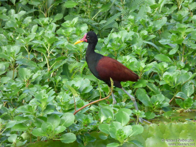 Jacana noir